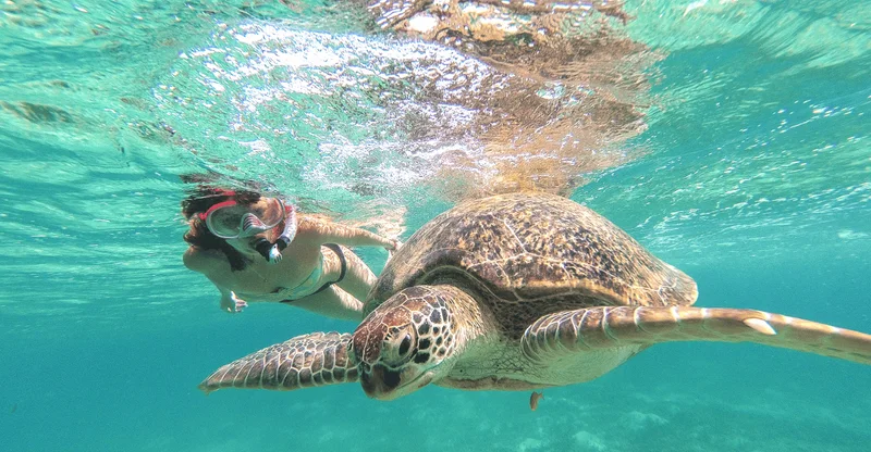 From Cancún: Tulum, Cenote & Akumal Turtle Swim Day Trip, swim with turtles in Akumal