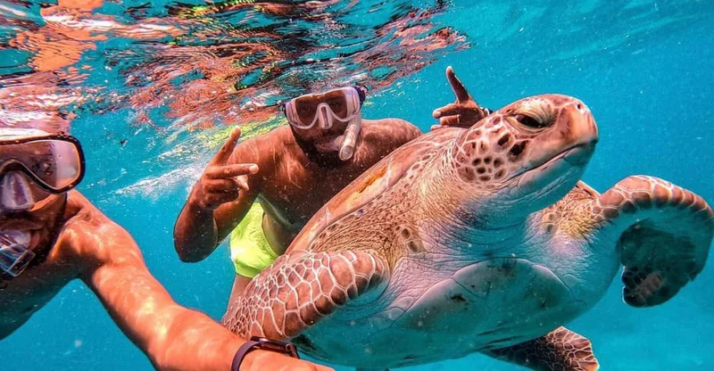 São Vicente: São Pedro Bay Sea Turtle Snorkeling Tour, swim with turtles in São Vicente, Cape Verde