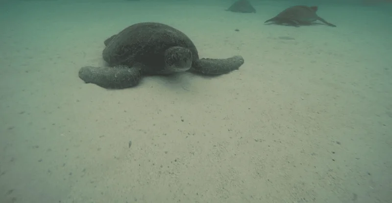 San Cristóbal: 360° Island Full-Day Circumnavigation Tour, swim with turtles in Galápagos Islands, Ecuador